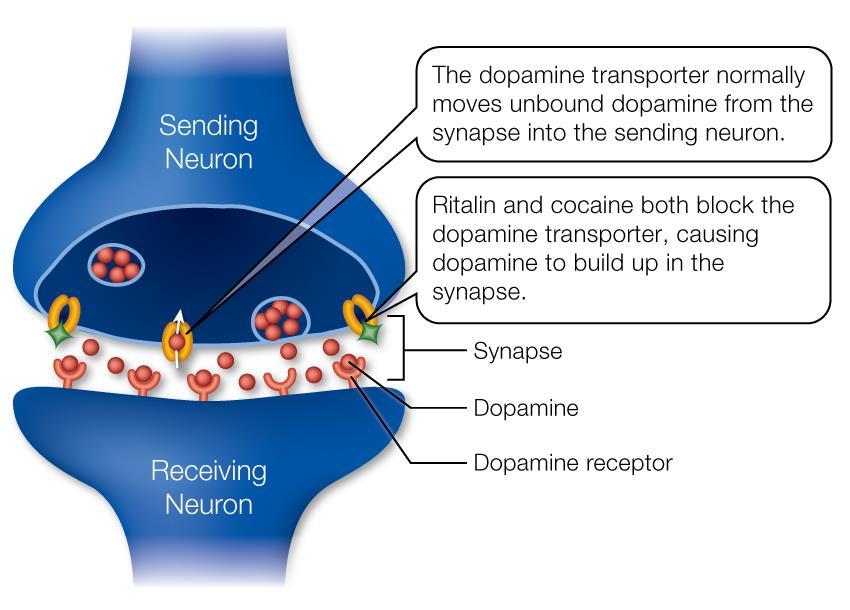 Methylphenidat (Ritalin) Dopamin reuptake inhibitor Noradrenalin reuptake inhibitor