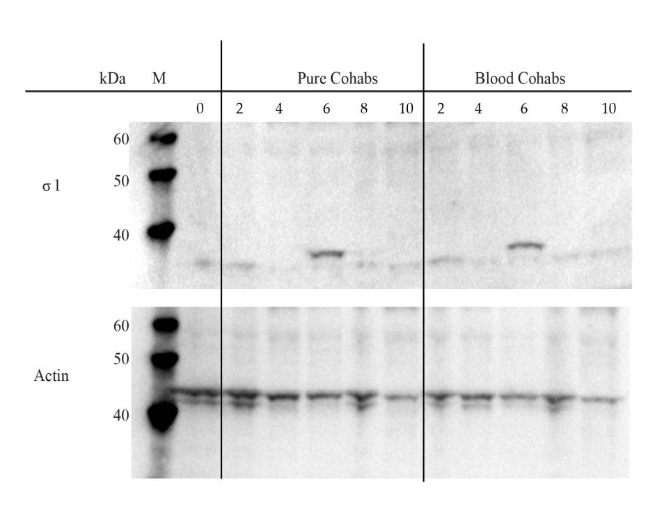 Antigen detektering Antistoffer respons Oprenset PRV-3 PRV-3 inficeret blod m u1c 500 400 300 Rainbow