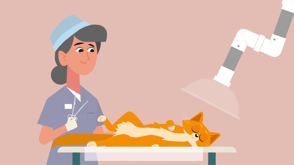 BUD 2: Få din kat kastreret eller steriliseret Katte er gode til at få killinger. Faktisk kan en hunkat blive drægtig fra hun er bare fire måneder gammel.
