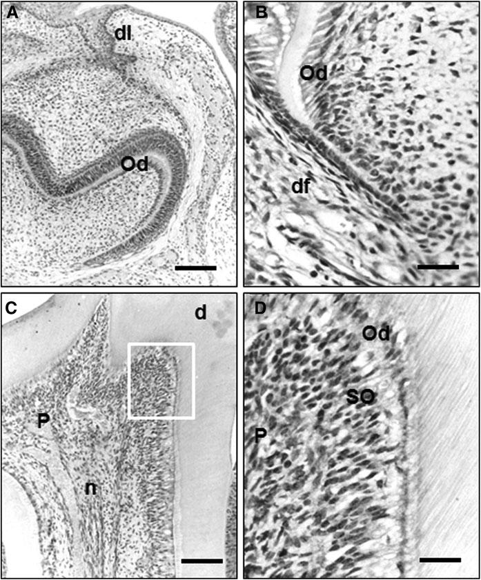 628 LEE ET AL. FIG. 12. Immunohistochemical localization of PIN1 in neonatal (A), root forming (B), and adult tooth stage (C).