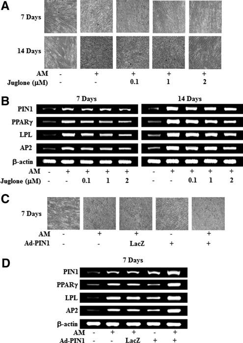 624 LEE ET AL. FIG. 5. Effects of PIN1 inhibition and overexpression on adipogenic differentiation in HDPSCs. Cells were treated with juglone and AM (A, B).