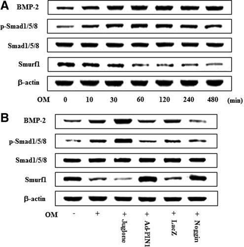 These data are representative of three independent experiments. treatment with juglone and Ad-PIN1 had no effects on OMinduced TGF-b ligand and receptors activation (Fig. 8B).
