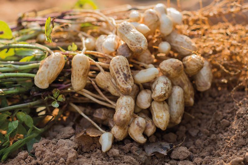 ve e l p o k c a n s Vores peanuts er nøje udvalgt fra USA, der er verdenskendt for at producere peanuts af den allerbedste kvalitet.