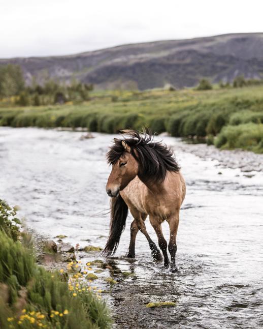 Den islandske hest nøglen til den islandske natur, kultur og historie VELKOMMEN TIL ELDHESTAR Billedet viser Eldhestars gård Vellir, hvor vi siden 1986 konstant har arbejdet med at udvikle