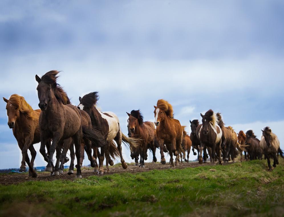 Den islandske hest nedstammer fra de heste, nordboerne bragte med sig, da de bosatte sig i Island i det niende og tiende århundrede.
