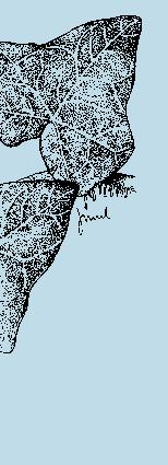Særlige forhold: Egnet til mindre anlæg og haver. I 10 potte: 8-12 pr. m² helix Norðîc 'Hevil' Vækst: Stedsegrøn, helt lav krybende busk med lange og kraftige rodslående ranker.