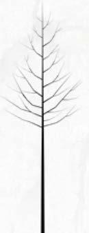 Sorbus latifolia Atro 15. Tilia x europaea Pallida 16. Tilia cordata Greenspire 17. Tilia platyphyllos Rubra 18.