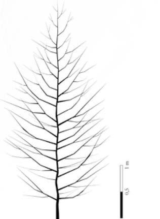 Flerstammede træer har 2-5 stammer. Forgreningen sker maksimalt 30 over rodhals uden gennemgående midterstamme og uden rod- og vildskud.