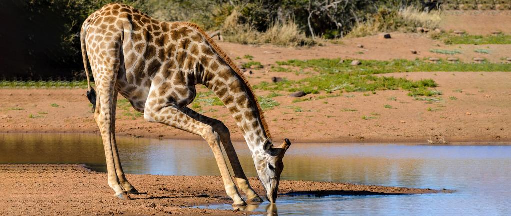 GIRAF Giraffen er verdens højeste landdyr, den kan rent faktisk blive 5 meter høj og veje mere end en campingvogn. Dens fødder er store som tallerkner - så den ikke synker ned i mudder eller sand.