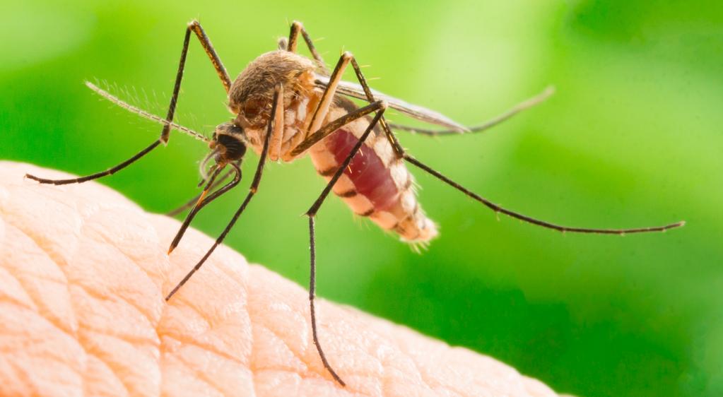 MYG Vidste du, at der findes mere end 3.000 forskellige slags myg i verden? Det er kun hunmyggen, der stikker for at drikke blod. Faktisk kan den drikke tre gange sin egen vægt i blod.