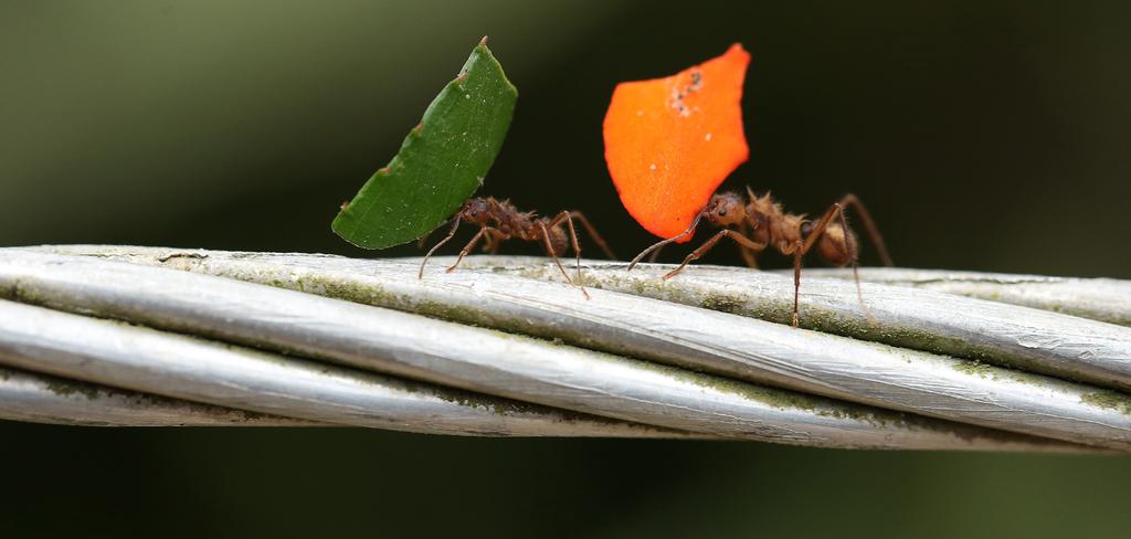 BLADSKÆRERMYRER Bladskærermyren lever i store kolonier på cirka 10 millioner myrer næsten dobbelt så mange, som der er mennesker i Danmark.