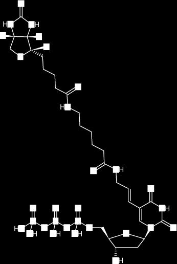 Vejledning Hvert hold har fået udleveret to sæt DNA hæfteklammer. Det ene i, N, A eller O - skal danne mønsteret og skal bruges i reaktionen, hvor biotin sættes på DNA hæfteklammerne.