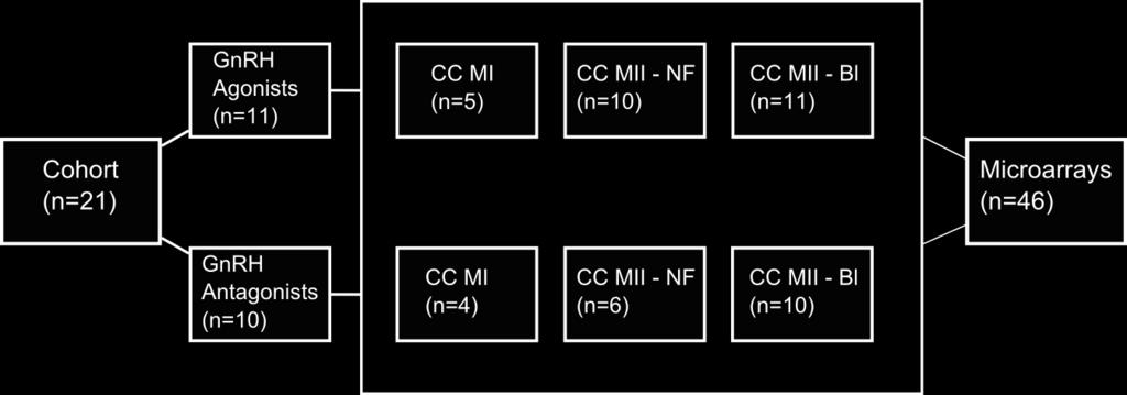 nonfertilized CC MII NF Cumulus cells from mature MII oocyte