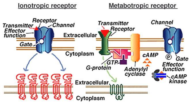 Receptorer inddeles i: Ionotrope receptorer som medfører åbning af ion