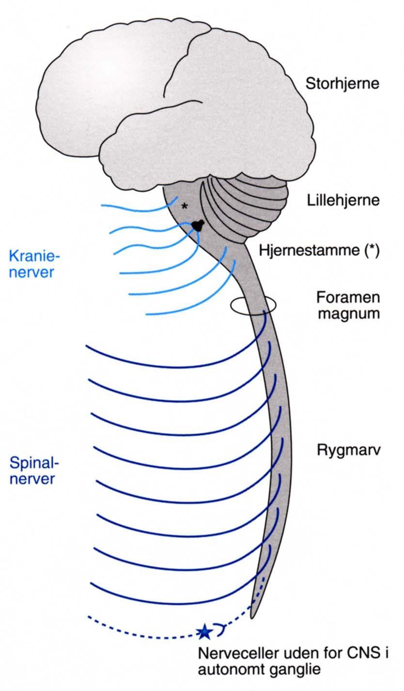 Nervesystemet er opbygget af følgende enheder Perifere