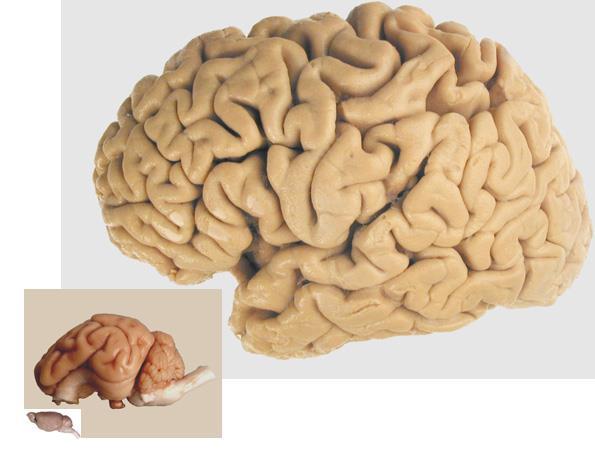 Storhjernen er den mest udviklede del af nervesystemet ansvarlig for: Bevidsthed Viljestyret adfærd og motorik