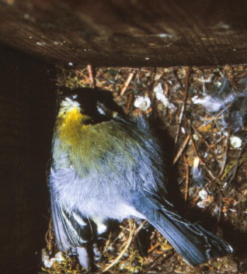 Yellow-necked mouse th. 12.03.1994. B.