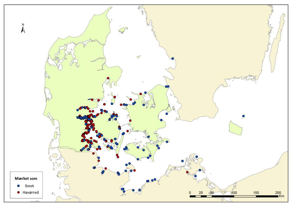 Figur 5.7: Geografisk lokalitet for lystfiskerfangster af Carlin-mærkede havørred og smolt. 100% Andel af samlede genfangster 80% 60% 40% 20% 2002 2003 2004 0% 0 5 10 15 20 25 30 35 40 Måned Figur 5.