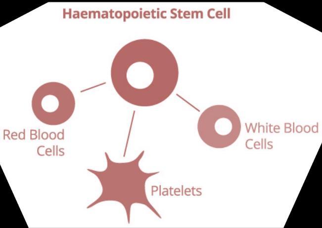 To valgmuligheder; Mine eller dine stamceller Hvilken stamcellekilde og hvem den optimale donor er, afhænger som altid af den sygdom, der skal behandles, og hvilke muligheder der er tilgængelige.
