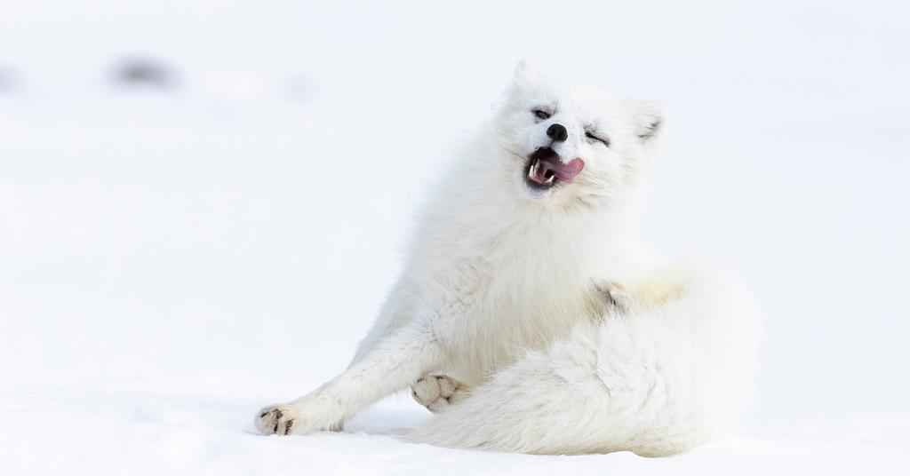 POLARRÆV Vidste du, at polarrævens pels skifter farve? Den er altså ikke altid hvid. Om sommeren er pelsen brun - om vinteren bliver den tykkere og helt hvid, så den kan gemme sig når sneen kommer.