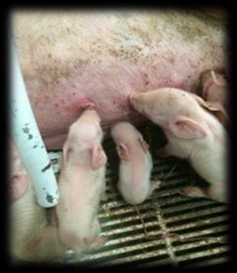 24-10-2019 4 Baggrund Øget kuldstørrelse flere små grise / flere IUGR grise i kuldet År 2018 2017 2016 2015