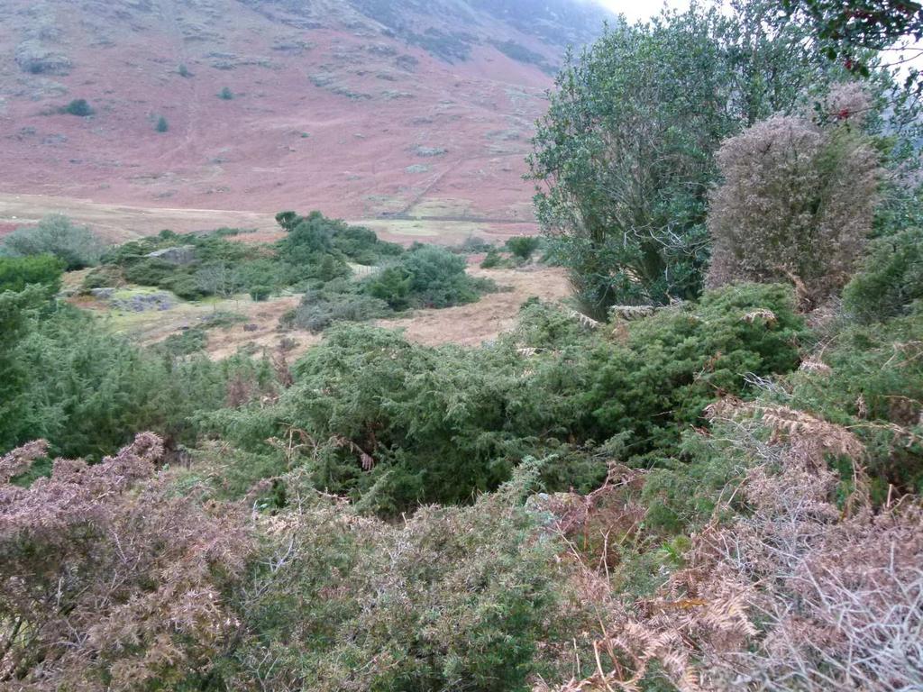 Enebær (Juniperus communis) i naturområde i det nordvestlige England, hvor der er problemer med den invasive art