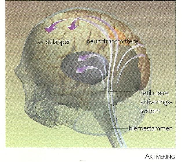 Global opmærksomhed = vågenhed Arousal - mental energi Udspringer fra formatio reticularis i hjernestammen Reguleres fra thalamus samt præfrontal