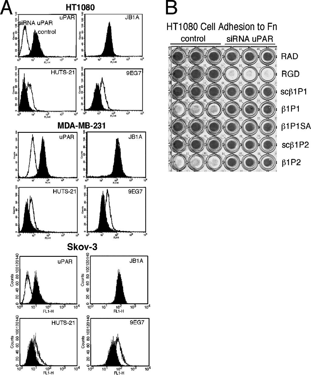 Figure 5. Suppression of upar expression induces LIBS epitope and changes 5 1-mediated Fn binding in tumor cells.