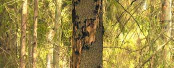 Skovejerne opfordres til at holde øje med deres skov og bemærke tegn på angreb. Hvis der er træer med skader bør træerne fældes og stammerne bringes ud af skoven inden billerne sværmer til foråret.