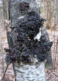 KORT NYT Helsekost fra birkestammer Svamp sælges til høje priser Af og til kan man på birkestammer se en mærkelig mørk knude. Den er dannet af birke-spejlporesvamp (Inonotus obliquus).