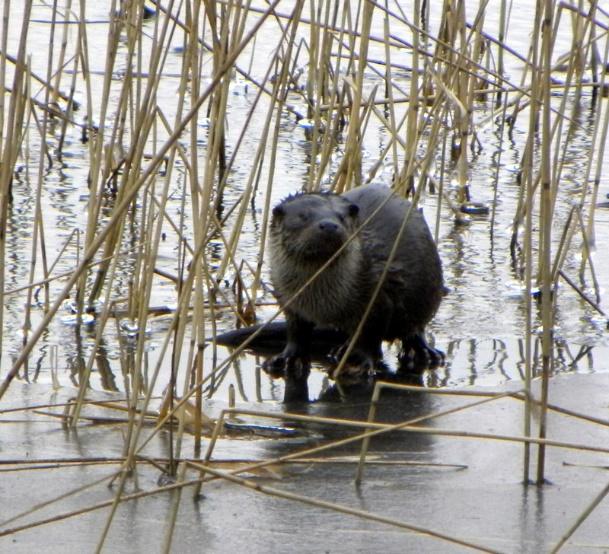 Odder Odderen hører til blandt landets største rovpattedyr. Odderen er tilpasset et liv i vand. Pelsen er mørkebrun med lysere områder på hals og bryst.