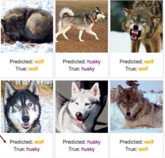 Hav ikke hovedet under armen Algoritmen her skal genkende en hund fra en ulv. Hvorfor fejler den nederst til venstre? Alle billeder af ulve har sne på billedet.