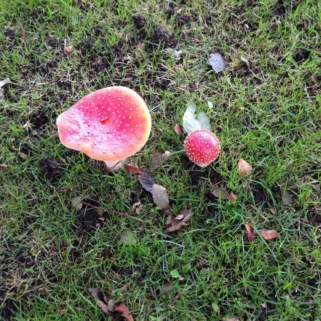 6 af 8 Rød fluesvamp: Denne svamp er fundet på en græsplane i Vamdrup by, tæt på et par birketræer. Fluesvampen tilhører lamelsvampene, og er en fælles betegnelse for en bestemt art.