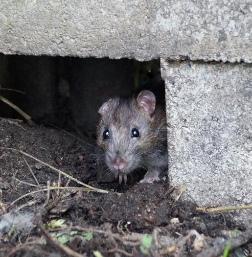 Rottesikring af boligens ydre skal Her handler det om at holde rotten ude af huset, så det er vigtigt at huske en voksen rotte, kun skal bruge et hul på 2 cm, for at komme ind.