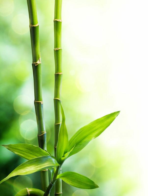 2 Peeling & Scrub Bambu Mild Exfoliator Varenr. 101004-40ml Varenr. 101005-200g 86.2%* Beriget med bambuspulver, vindruekerne- og kokosolie.