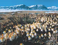 TEMA-rapport fra DMU 41/2002 45 Boks 10 Blomsterknopper anlægges året før blomstringen Hos kantlyng og mange andre arktiske planter bliver både blomster- og bladknopperne anlagt et år før de springer