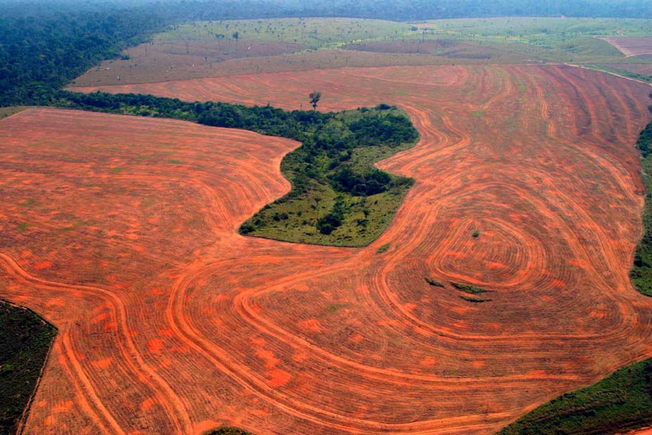 Sojabønner fortrænger regnskov i Brasilien Kilde: AP Photo/Alberto Cesar Brasilianske miljøorganisationer forsøger at skabe debat om problemstillingen.