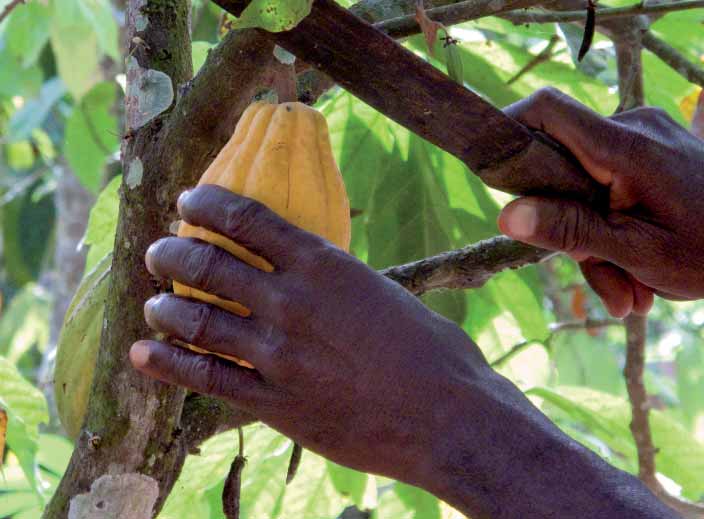 Kakaotræets historie Kakaotræet stammer fra Syamerika, hvor det voksede vildt i Amazonas regnskove. Senere blev det ført til Mexico.