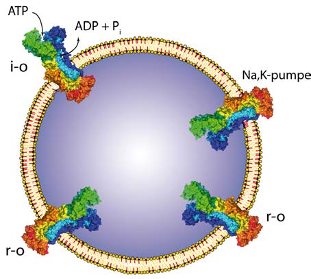 Figur Skitse af liposom med indbyggede Na + /K + -pumper. Liposomets membran består af fosfolipider (gul) og kolesterol (rød).