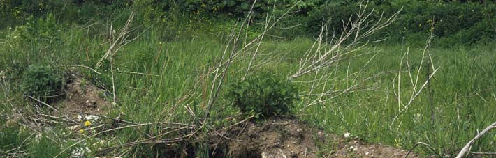 Figur 5.26. Yngleområde for grønbroget tudse. Arten yngler ofte i damme og vandhuller uden undervandsvegetation, med lav vegetation omkring og gerne med stensætninger langs bredden.