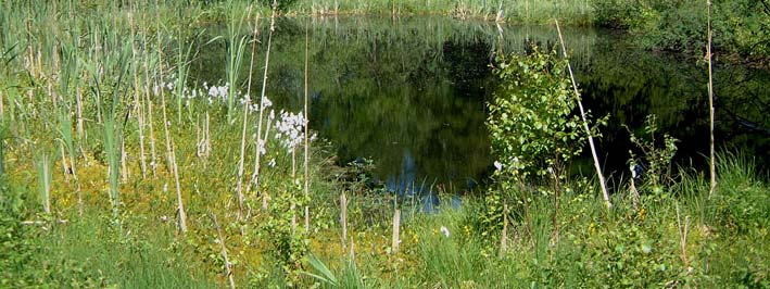 Yngle- og rasteområde for stor kærguldsmed. Stor kærguldsmed yngler oftest i mindre næringsfattige, brunvandede søer ofte omgivet af hængesæk.