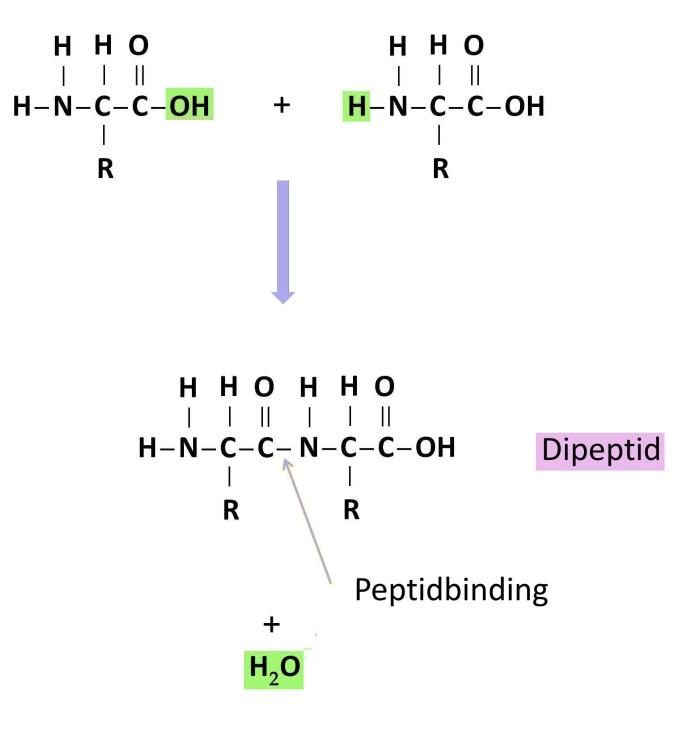 Figur 7. Når to aminosyrer bindes sammen, dannes der en peptidbinding. Det dannede molekyle kaldes et dipeptid. Når en peptidbinding dannes, fjernes der atomer fra de to aminosyrer.