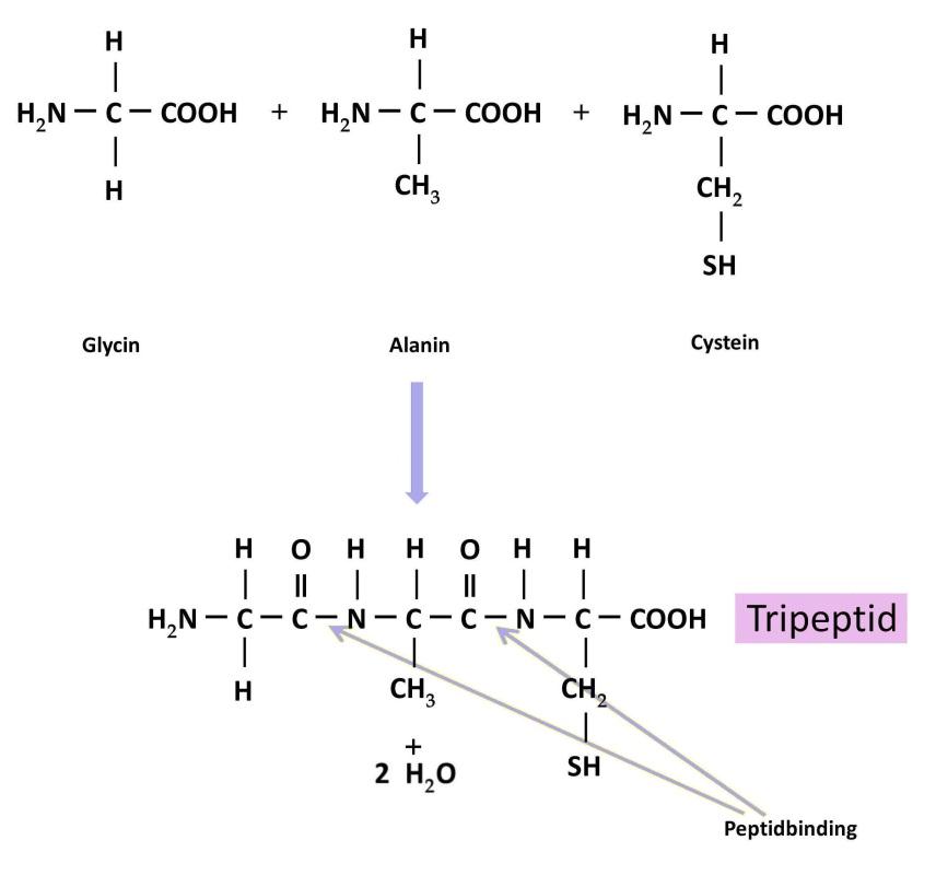 Figur 8. Dannelse af et tripeptid som består af de tre aminosyrer glycin, alanin og cystein. Et molekyle der består af mange aminosyrer bundet sammen som perler på en snor, kaldes et polypeptid.