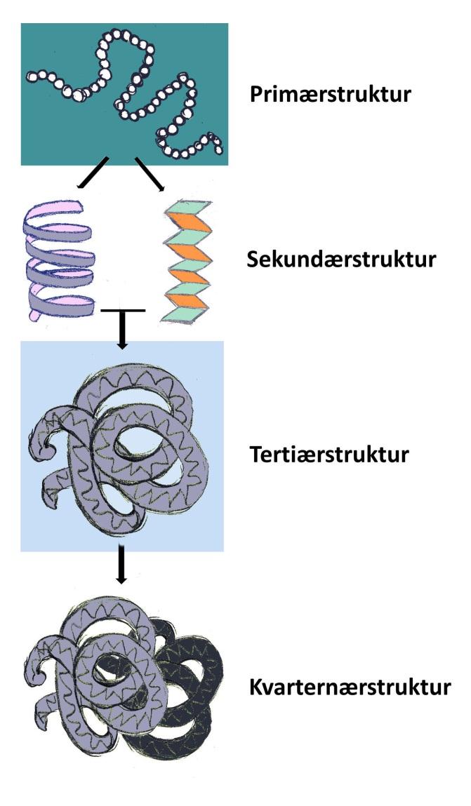 Figur 9. Et protein har en primær-, en sekundær-, en tertiær- og (evt.) en kvarternærstruktur.