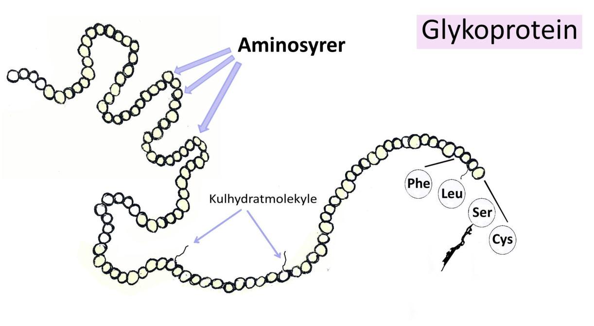 Figur 10. I et glykoprotein er der bundet kulhydratmolekyler til aminosyrekæden.
