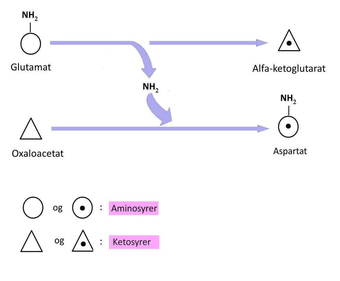 Figur 12. Et eksempel på en transamineringsreaktion. Aminogruppen fra aminosyren glutamat overføres til ketosyren oxaloacetat. Dermed bliver oxaloacetat omdannet til aminosyren aspartat.