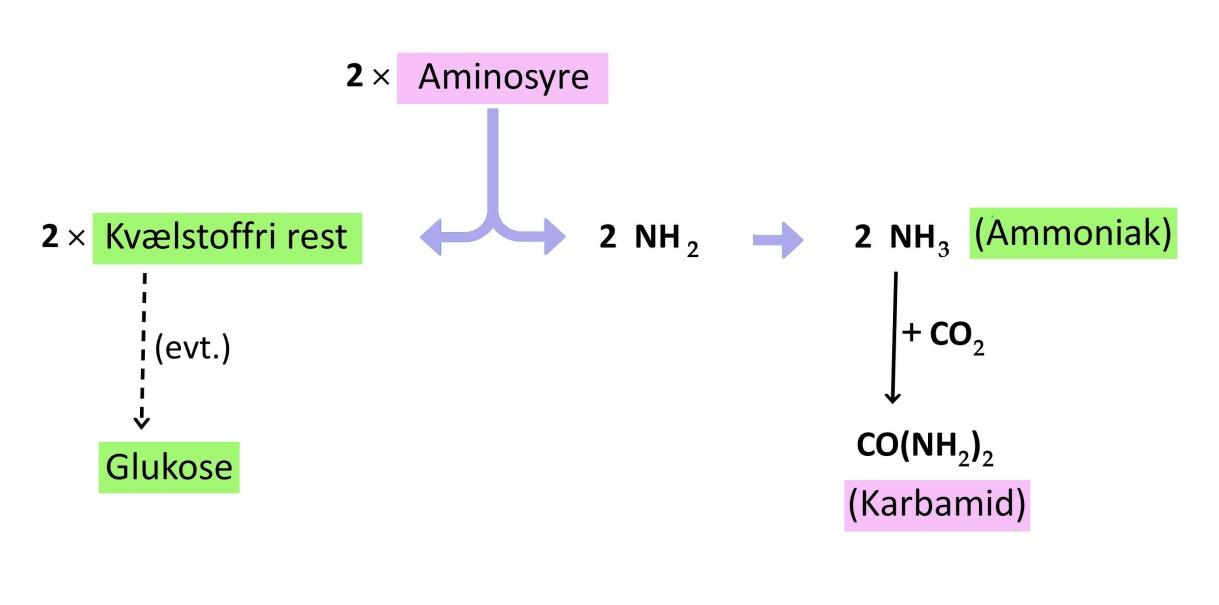 Aminosyrer kan omdannes til glukose Næsten alle aminosyrer kan bruges som udgangspunkt for produktion af glukose.