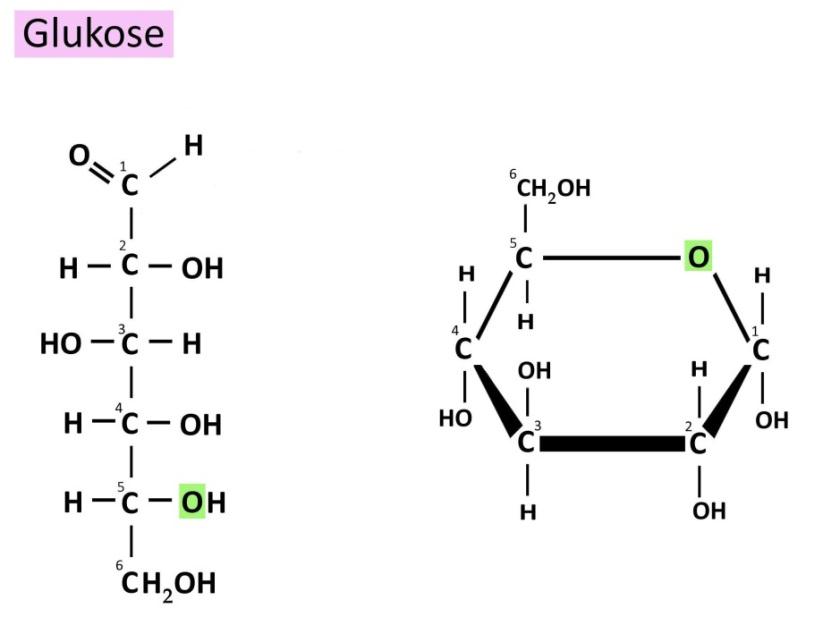 ring). Ringformen er langt den hyppigste blandt kroppens glukosemolekyler, og man tegner ofte glukose som en sekskantet ring. Synonymer: druesukker, dekstrose. Figur 15.