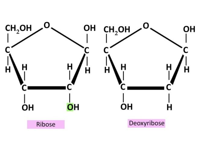 Deoxyribose (se figur 16) Indgår som byggesten i dna, deoxyribonukleinsyre, som (primært) findes i cellernes kerne. Bruttoformel: C 5 H 10 O 4. Figur 16. Ribose og deoxyribose på ringform.