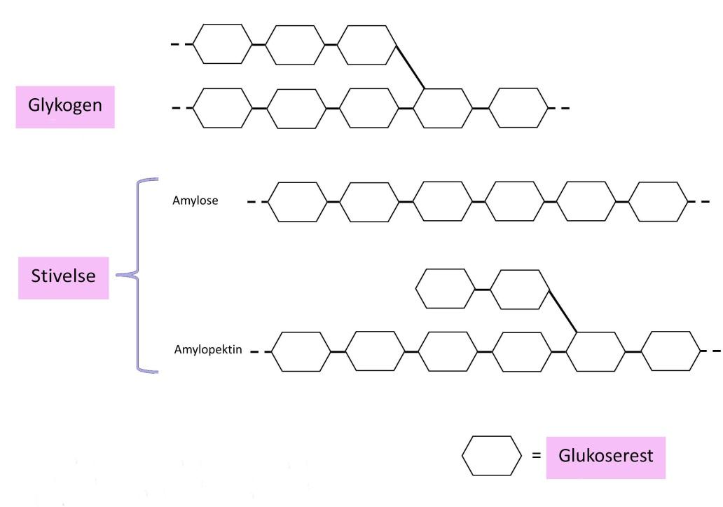 Polysakkarider Et polysakkarid består af mange monosakkarider der er bundet sammen. Der findes en del forskellige polysakkarider. De polysakkarider der er nævnt nedenfor, er de vigtigste at kende.